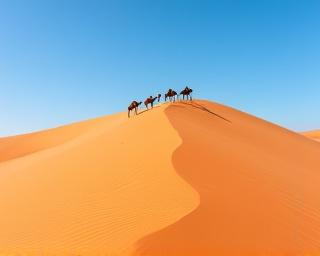 Sahara Desert camel caravan